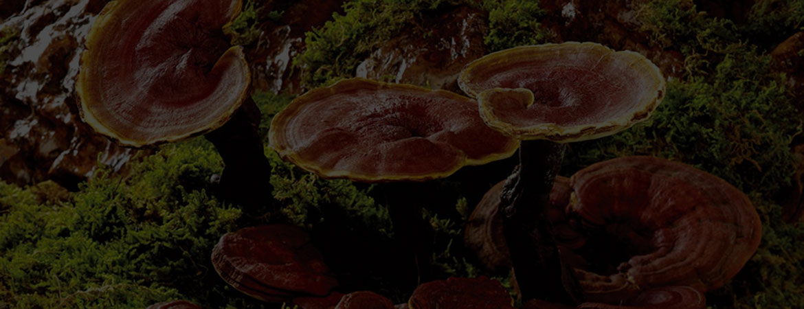 nam-lim-xanh-banner-1