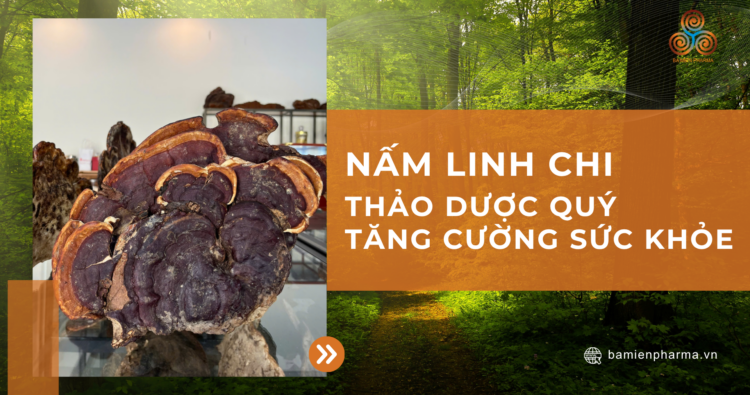 NẤM LINH CHI – THẢO DƯỢC QUÝ GIÚP TĂNG CƯỜNG SỨC KHỎE