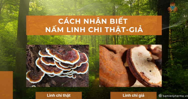 Cách nhận biết Nấm Linh Chi thật – giả để tránh “tiền mất tật mang”